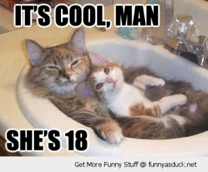 cool man shes 18 cat kitten animal sink chilling funny pics pictures ...