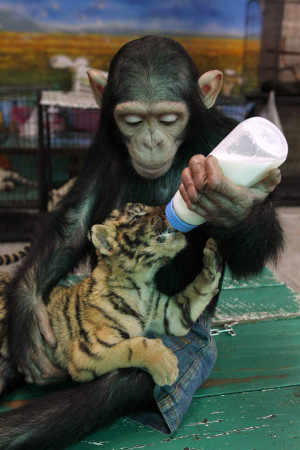 Baby Tiger, This young chip is playing house, by bottle-feeding a baby ...