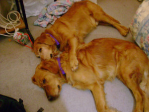 mydapperdog.comThe Creative Wabbit: January 2007