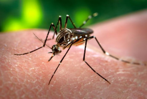 Aedes Aegypti mosquito - CDC/Wiki image