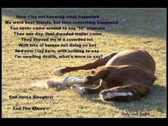 The horse: Perhaps one of the most abused animals in American society ...