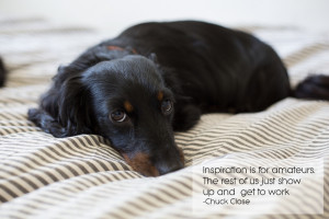 dachshund, quote, miniature dachshund, newfandhound