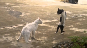 2013-very-funny-cat-fights.jpg