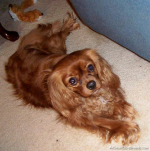 Ruby Cavalier King Charles Spaniel, 3 years old, still acts like a ...