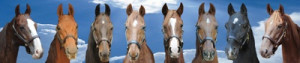 Some of the American Saddlebred horses saved from slaughter, over 600 ...