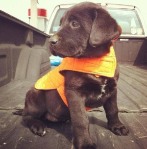 Chocolate lab hunting puppyTraining, Labrador Retriever, Hunting Dogs ...