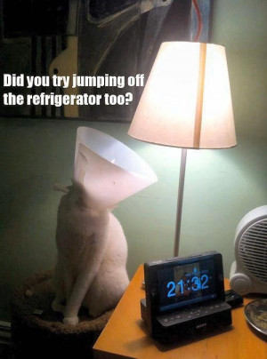 Funny Cat Lamp Joke Picture Image Photo - Did you try jumping off the ...