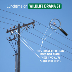 Lunch Time Funny Quotes Lunchtime-on-wildlife-drama-