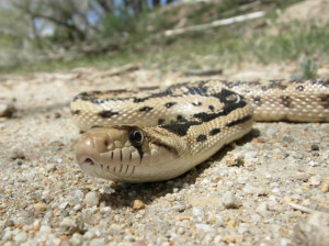 Great Basin Desert Animals The Great Basin Gopher Snakes