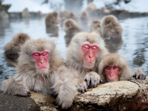 Japanese macaque Japanese Monkeys in Yakushima Island