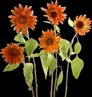 SUNFLOWER - PNG / TUBE