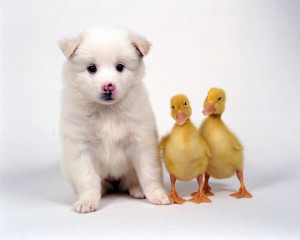 dog-quotes-hd-cute-dog-and-ducks-animal-wallpaper-widescreen-hd-free ...