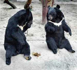 Funny bears