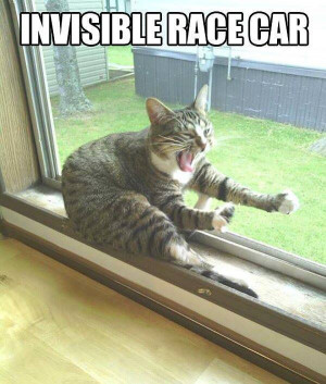 Funny-cat-Invisible-race-car-resizecrop--.jpg