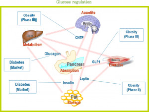 Search Results for: Glucose Homeostasis