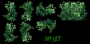REAL IVY PLANTS PNG ...