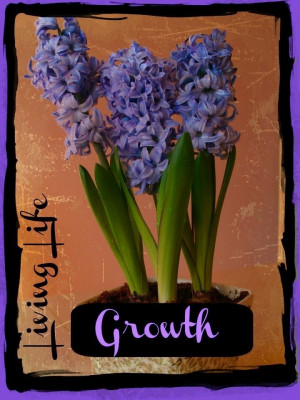 Growth hyacinth via facebook.com/livinglife2thefull