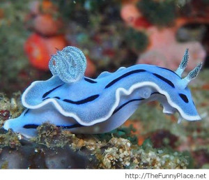 funny photos, funny pics, funny sayings, funny sayings and quotes ...