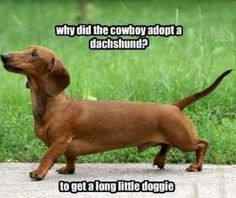 Today I Will Be Happier Than A Dachshund On Stilts Embroidered Quote ...