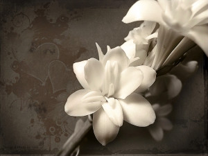 White Love Flower wallpaper