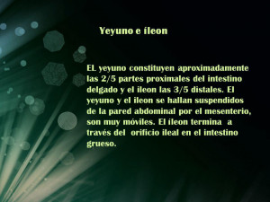 Yeyuno e íleon EL yeyuno constituyen aproximadamente las 2/5 partes ...