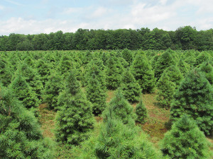Eastern-White-Pine-Trees-Goodtime-Organic-Christmas-Tree-Farm ...
