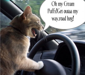 Oh my Cream puffs get Outaa my way road hog – Cat Quote