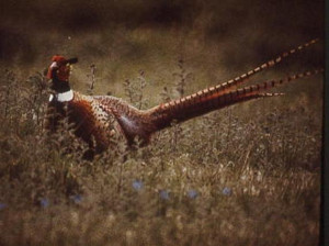 Pheasant image from the Maine Department of Inland Fisheries and ...