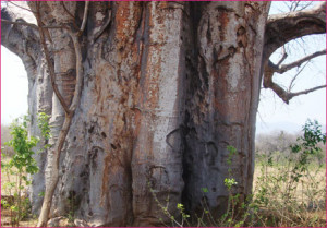 Baobab Tree Trunk In Zimbabwe Africa