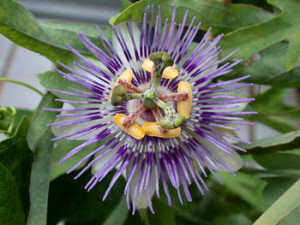 Tags: growing passion flower , passiflora plant , passion flower
