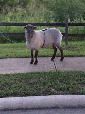 Thread: HEY DAD! There's a lady, with a sheep, on a leash, and he's ...