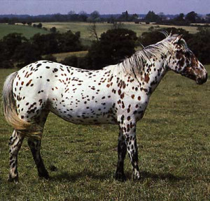 This gorgeous Appaloosa