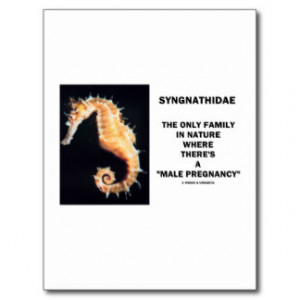 Syngnathidae Only Family In Nature Male Pregnancy Post Card