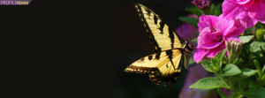 Yellow Butterfly Facebook Cover Preview