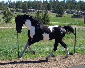 american saddlebred stallions
