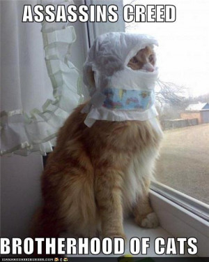 funny Assassin's Creed cats pics