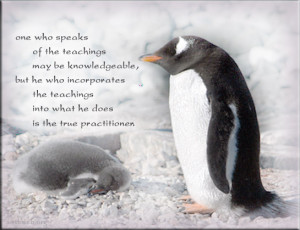 teachings may be knowledgeable, but he who incorporates the teachings ...