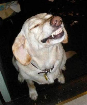 smiling dog with teeth