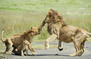 ... : Lioness lashes out to protect cub when father gets a bit too rough