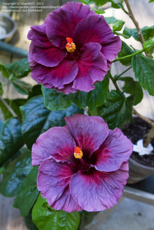 ... Hibiscus 3, Ahhh Purple, Purple'S Haze Gardens, Purple Hibiscus, Pink