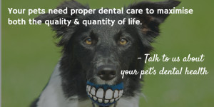 Dental Quotes & Images to Share with your Veterinary Clients during ...