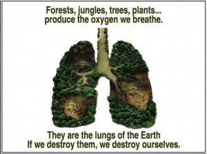 Forests jungles trees plants produce the oxygen we breathe