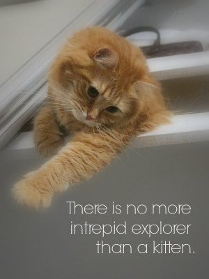 Amber - There is no more intrepid explorer than a kitten | Our ...