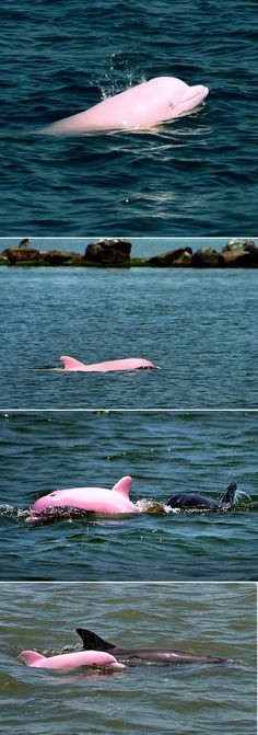 Pinky, the pink albino dolphin that lives in Lake Calcasieu in ...