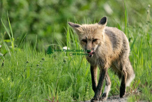 Red Fox Lying Quebec Canada