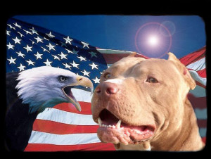 American pit bull terrier- american pit bull terrier puppies