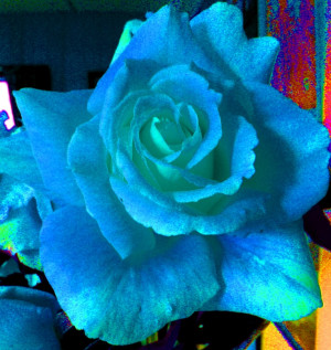 Flower Flowers Pink Rose Favim