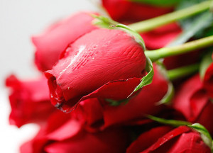 flor-rosa roseira