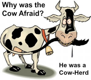funny cow jokes 6 why was the calf afraid he was a cow herd
