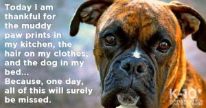 Thanksgiving Dog Quote - Today I am thankful for the muddy paw prints ...
